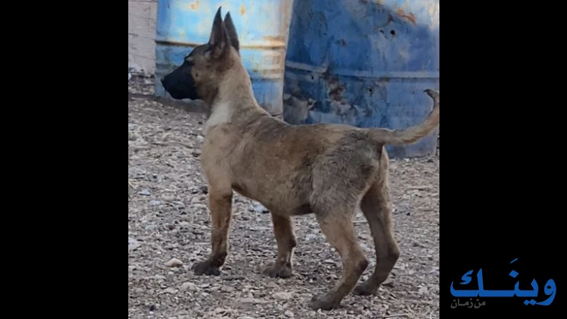 جروة مالينو